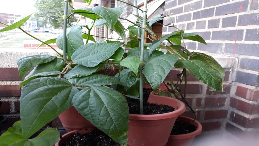 Photos from the garden