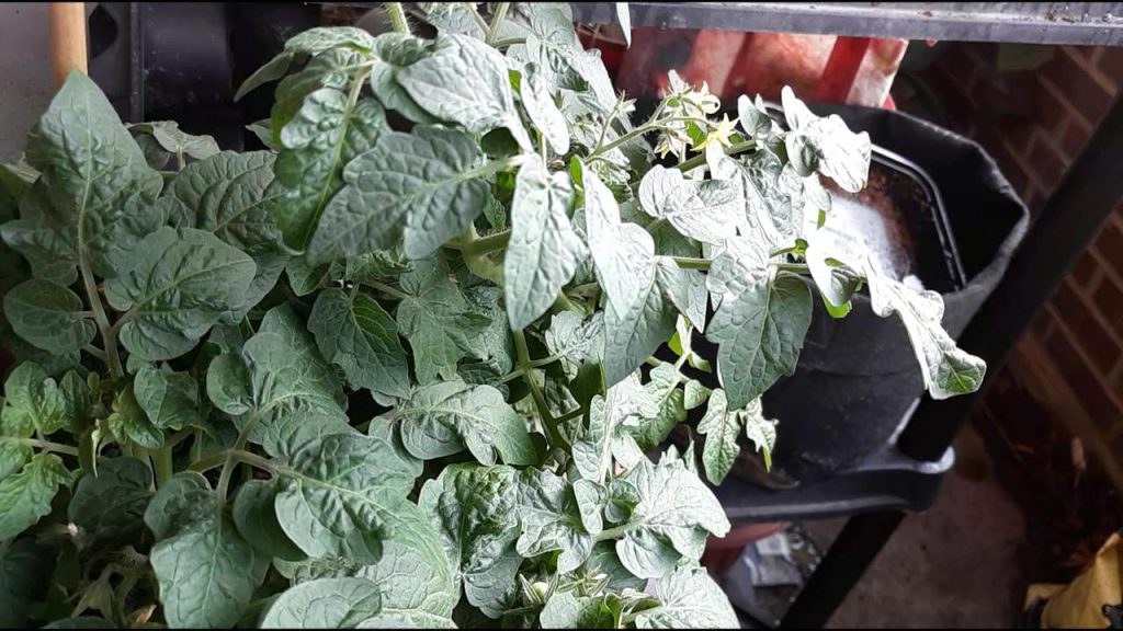 Photos from the garden