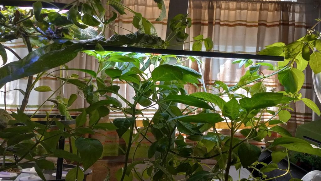 Photos from the garden