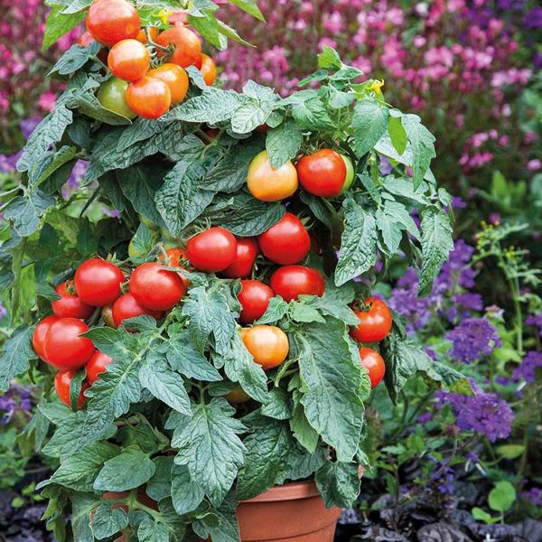 Container Gardening