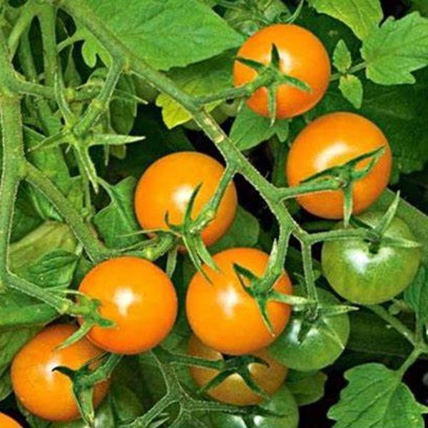 Tomatoes